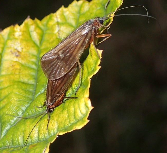 Chaetopteryx sp.